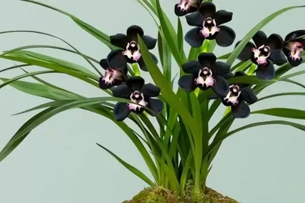 墨兰有哪些比较名贵的品种呢 ,墨兰名贵品种有矮种、白墨、金嘴等插图3 墨兰有哪些比较名贵的品种呢 ,墨兰名贵品种有矮种、白墨、金嘴等插图3