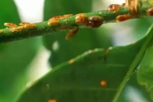 防治病虫害的适宜适期，害虫幼龄期、危险生育期、天敌敏感期适合用药插图1