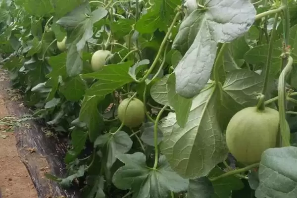 了解甜瓜品种的方法和重点？认识甜瓜品种要做好哪些细节？插图11