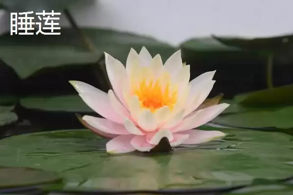 睡莲和碗莲的区别？区分睡莲和碗莲要关注哪些重要的形态和生长差异？插图1