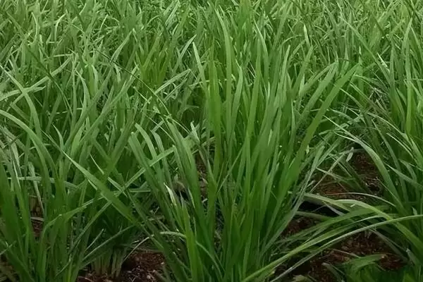 韭菜的施肥方法 ,韭菜施肥有什么特点,为何可重复收割?插图3 韭菜的施肥方法 ,韭菜施肥有什么特点,为何可重复收割?插图3