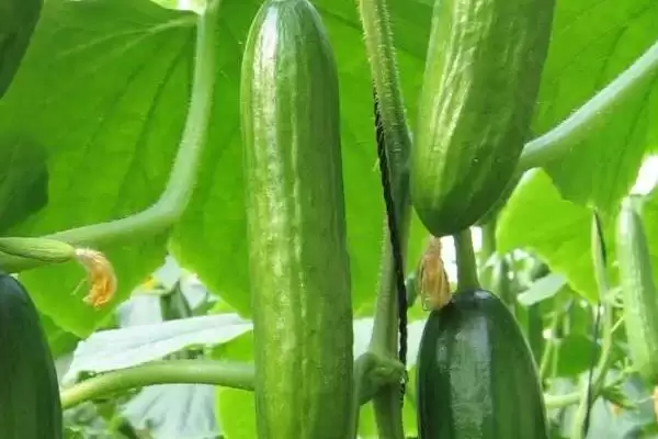 种植黄瓜的方法和重点？种黄瓜要做好哪些细节？插图4