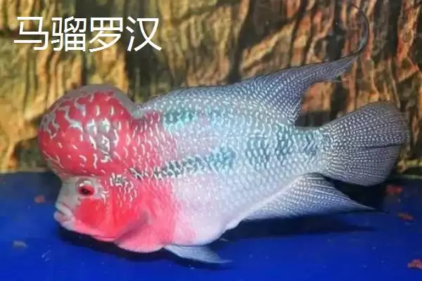 图片[4]-罗汉鱼有哪些常见品种 ,罗汉鱼的品种有哪些介绍-会东网
