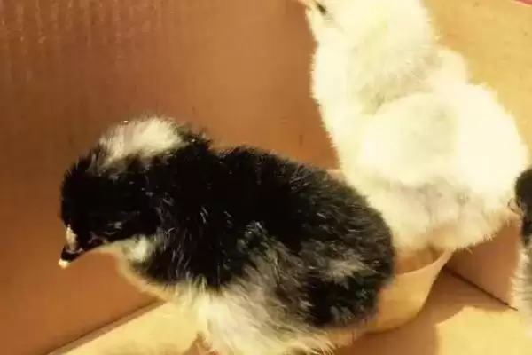 处理小鸡太脏清洗难题的方法和重点?养鸡要做好哪些卫生清洁工作?插图2 处理小鸡太脏清洗难题的方法和重点?养鸡要做好哪些卫生清洁工作?插图2