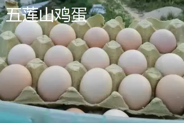 了解我国鸡蛋产地分布的方法和重点?养鸡要做好哪些产地关联?插图4 了解我国鸡蛋产地分布的方法和重点?养鸡要做好哪些产地关联?插图4