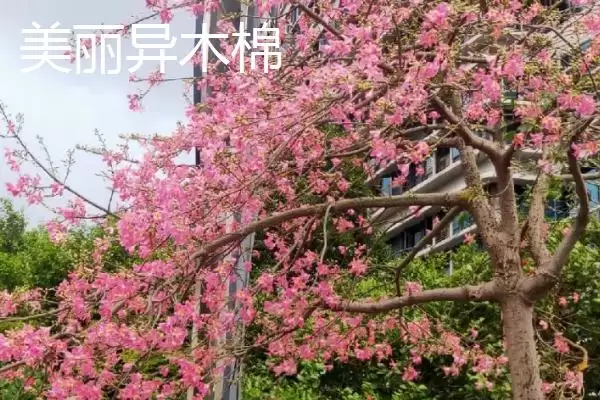 美丽异木棉和木棉有什么区别呢 ,美丽异木棉和木棉科属、形态、习性不同插图1 美丽异木棉和木棉有什么区别呢 ,美丽异木棉和木棉科属、形态、习性不同插图1