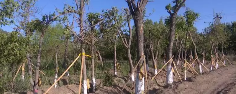 树木移栽后出现萎蔫情况怎么办？应对树木移栽后萎蔫要采取哪些有效措施？-会东网