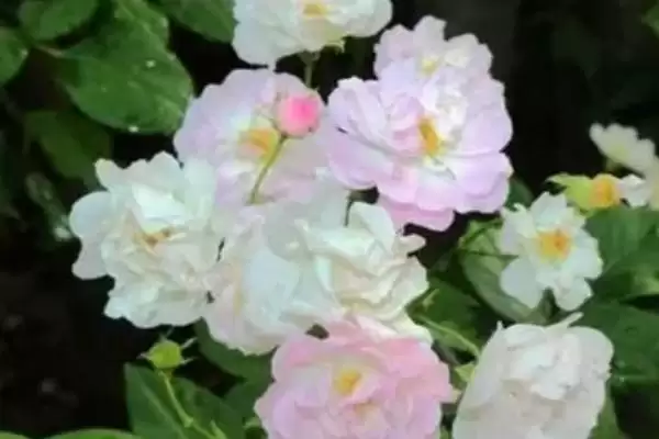 图片[4]-修剪缫丝花的方法和重点？修剪缫丝花要做好哪些细节？-会东网