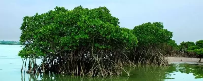 海上森林的奥秘:红树林为何有此美誉?-会东网