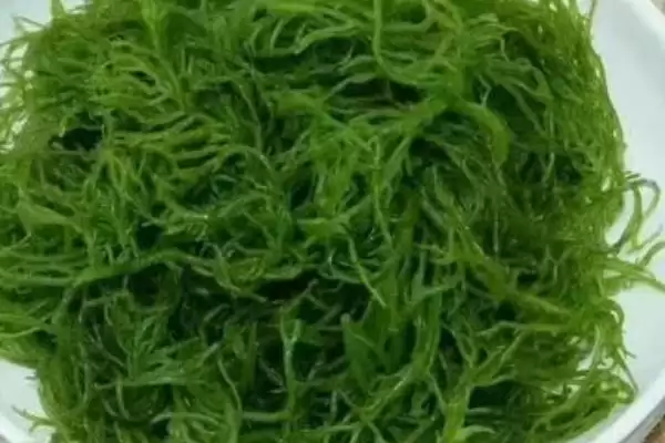 图片[4]-海上森林的奥秘：红树林为何有此美誉？-会东网