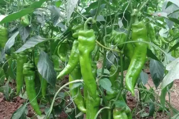 辣椒落花落叶的处理方法 ,辣椒落花落叶为何选抗逆品种?插图1 辣椒落花落叶的处理方法 ,辣椒落花落叶为何选抗逆品种?插图1