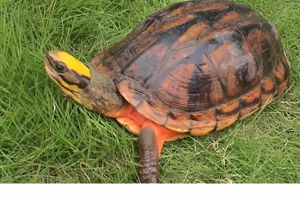 金钱龟的食性 ,金钱龟这种龟类吃肉吗插图3