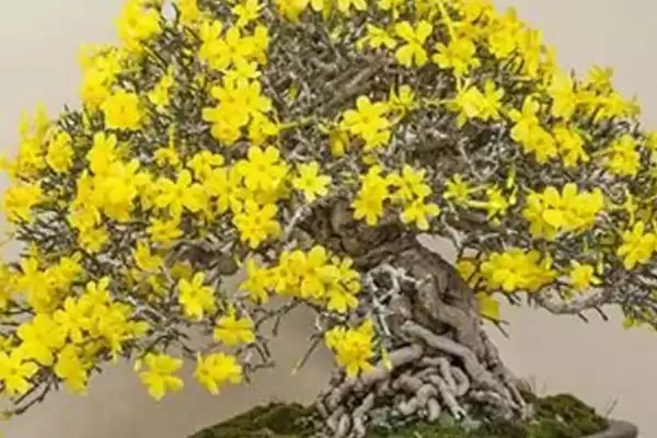 图片[2]-判断迎春花盆景冬天能否放室外的方法和重点？判断迎春花盆景冬天能否放室外要做好哪些细节？-会东网