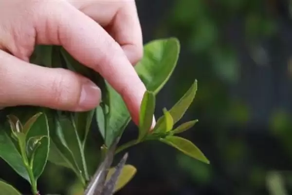 图片[2]-柠檬苗修剪技巧：夏季抹芽放梢的成长秘诀-会东网
