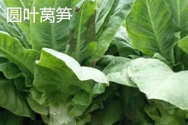 图片[4]-莴笋的产地？了解莴笋产地要知晓哪些主要的地域分布和生长环境信息？-会东网