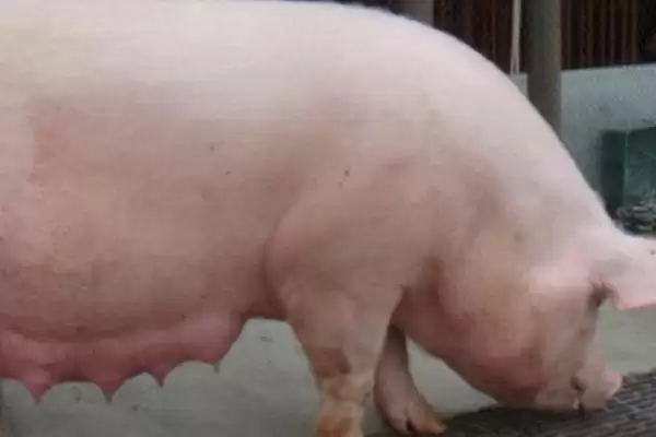 母猪发烧用什么药治疗效果好呢,母猪发烧用安乃近加青莲霉素效果好插图1