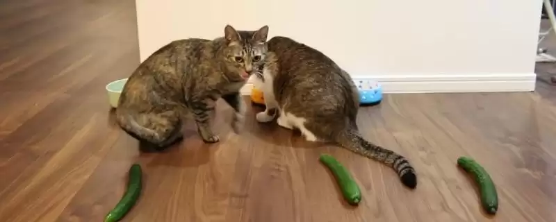 猫为什么会害怕黄瓜呢 ,猫对绿色物体敏感故而怕黄瓜-会东网