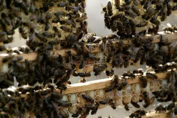 急造王台会不会自然分蜂,二者没有必然联系插图1 急造王台会不会自然分蜂,二者没有必然联系插图1