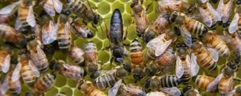 蜂王网购回来后如何介王，关入介王器中并喷洒蜂蜜水、待蜂群接受蜂王后再释放-会东网