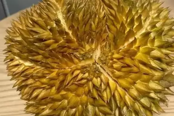 图片[2]-榴莲的价格影响因素 ,榴莲价格受地区季节影响如何？-会东网
