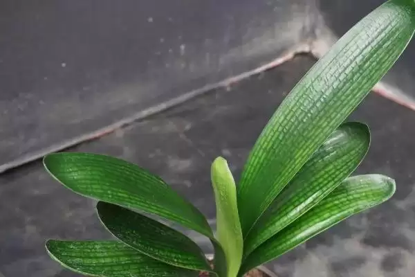 君子兰一叶苗的挑选方法 ,挑选君子兰一叶苗看什么特征？插图4