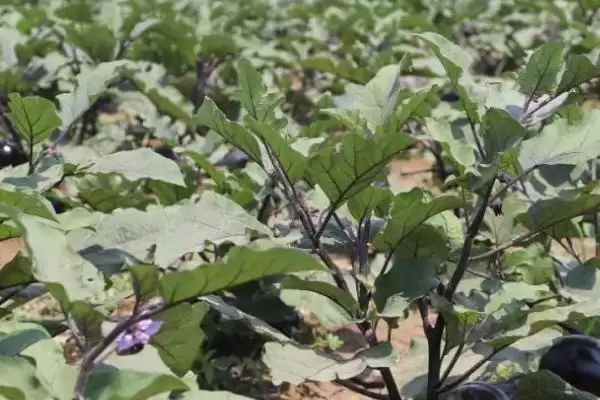 茄子复合肥使用技巧：每20天左右追肥一次的频率插图2