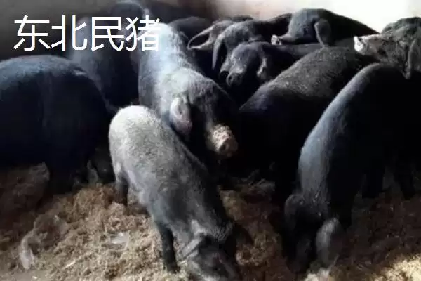 认识我国猪品种的方法和重点？养猪要做好哪些品种选择细节？插图1