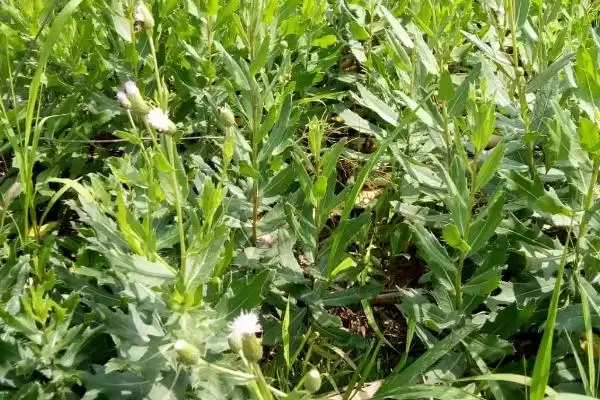 图片[3]-小蓟植物属性的要点和解读？解读小蓟植物属性需注意什么？-会东网