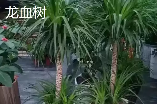 图片[3]-龙须树和龙血树的区别对比 ,龙须树和龙血树株型差异在哪？-会东网