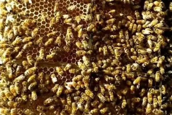 图片[3]-中蜂秋季管理的重点，重点工作是秋繁-会东网