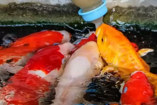 图片[3]-锦鲤的增色饲料 ,喂什么能让锦鲤增色比较快呢-会东网