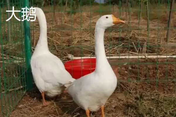 图片[5]-天鹅和大鹅的区别？区分天鹅和大鹅要关注哪些重要的形态、习性差异？-会东网