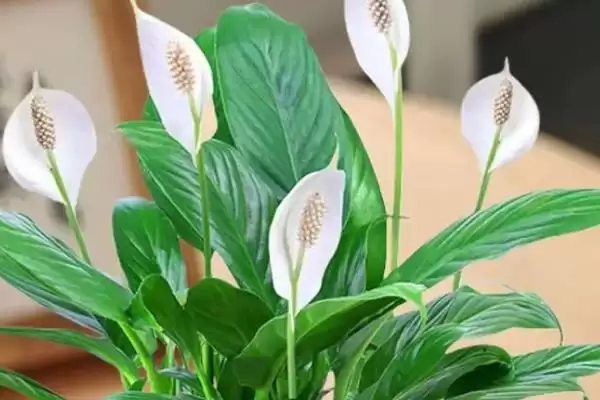 甲醛克星花卉:吊兰、菊花、白掌让你室内空气更清新插图4 甲醛克星花卉:吊兰、菊花、白掌让你室内空气更清新插图4