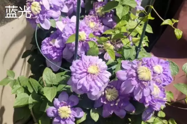 图片[13]-铁线莲的花语？了解铁线莲花语要探究哪些文化象征和寓意内涵要点？-会东网