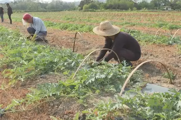 分析西瓜不易坐瓜原因的方法和重点?探究西瓜不易坐瓜要做好哪些细节?插图2 分析西瓜不易坐瓜原因的方法和重点?探究西瓜不易坐瓜要做好哪些细节?插图2