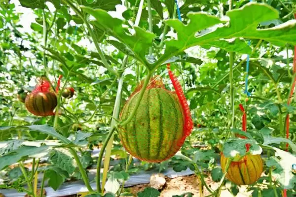 探寻中国哪里产出西瓜味道好的方法和重点？找味道好西瓜产地要做好哪些细节？插图3