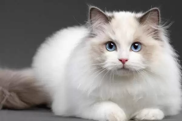 猫传染性肠炎是怎样的病症 ,猫传染性肠炎病因是什么插图3 猫传染性肠炎是怎样的病症 ,猫传染性肠炎病因是什么插图3