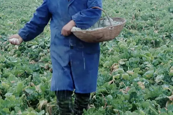 怎么给油菜施肥，脱肥时要补充氮磷肥料插图1