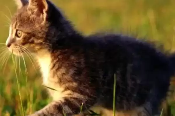 猫得猫癣的原因是什么 ,猫得猫癣一般因何感染插图3