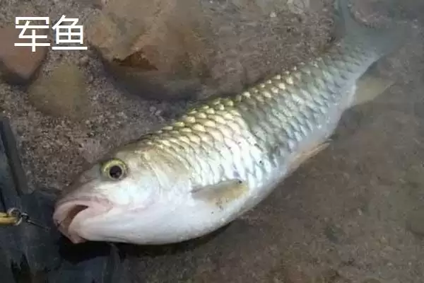 图片[8]-军鱼和鲤鱼的区别 ,军鱼和鲤鱼在外形上有何不同呢？-会东网