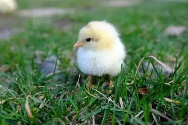 分辨小鸡公母方法的方法和重点？养鸡要做好哪些性别辨别工作？插图1