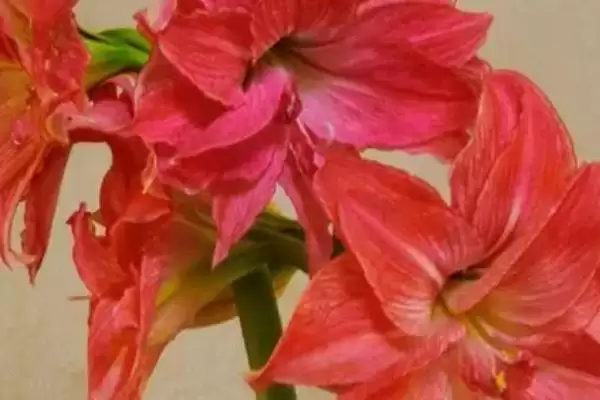 图片[3]-朱顶红开花次数的规律和要点？了解朱顶红开花次数需关注什么？-会东网