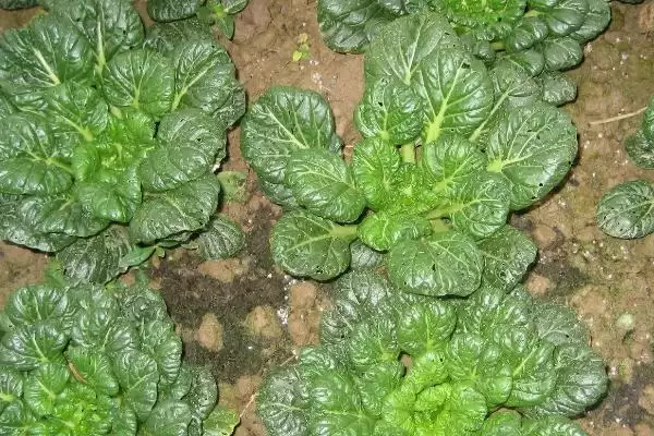图片[5]-乌塌菜种植的方法和要点？种植乌塌菜要掌握哪些关键步骤？-会东网