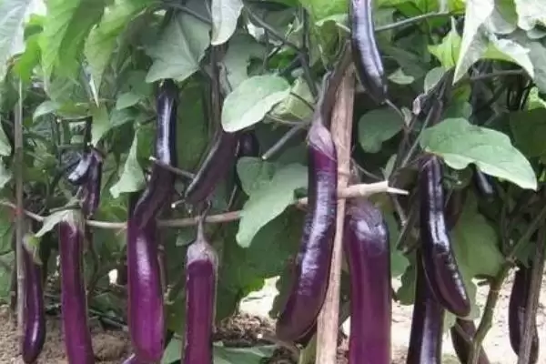 茄子提高坐果率秘籍：定植后及时摘心的关键要点插图2