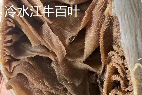 图片[5]-湖南冷水江市的特产，冷水江杨梅大如蛋-会东网
