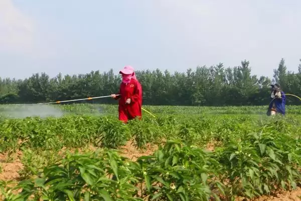 辣椒开花结果期的施肥种类 ,辣椒开花结果期为何用磷钾肥?插图1 辣椒开花结果期的施肥种类 ,辣椒开花结果期为何用磷钾肥?插图1