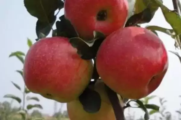 烟富苹果树苗有什么品种,以下4种比较常见插图3 烟富苹果树苗有什么品种,以下4种比较常见插图3