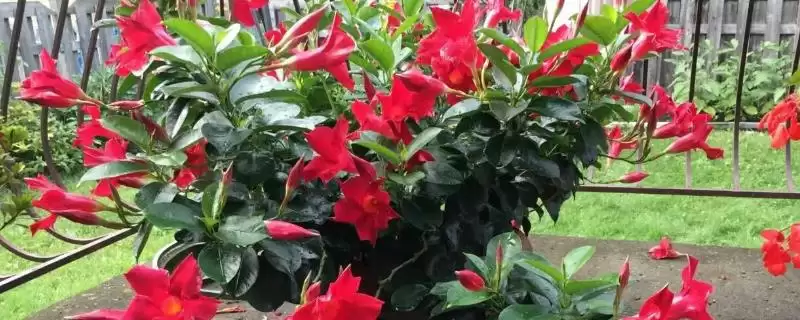 飘香藤和双喜藤的关系揭秘：同一种植物的不同称呼-会东网