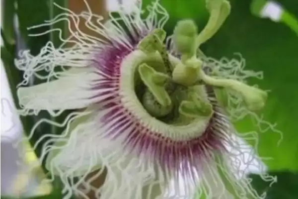 图片[2]-无花果有没有花，是有花的隐花植物-会东网