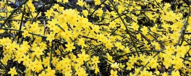 确定迎春花小苗移栽时间的方法和重点？确定迎春花小苗移栽时间要做好哪些细节？-会东网